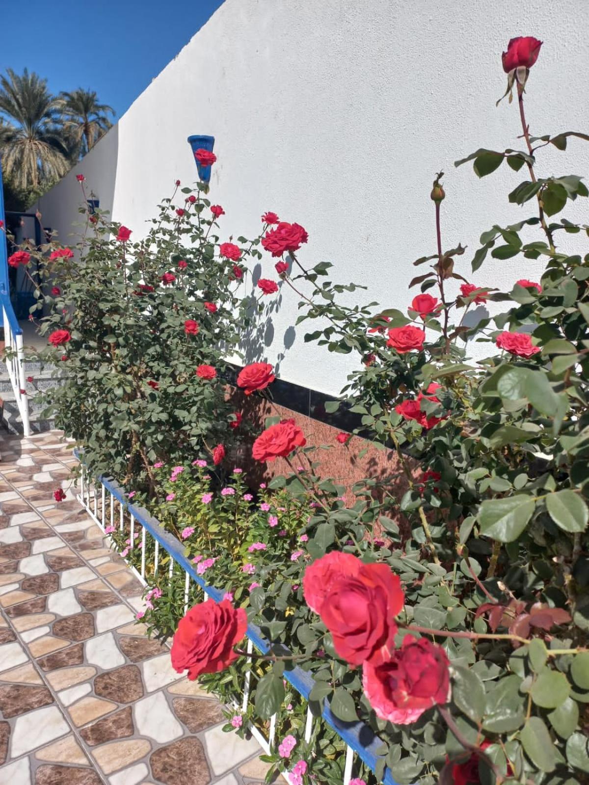 Villa Kaslan Apartments Luksor Zewnętrze zdjęcie